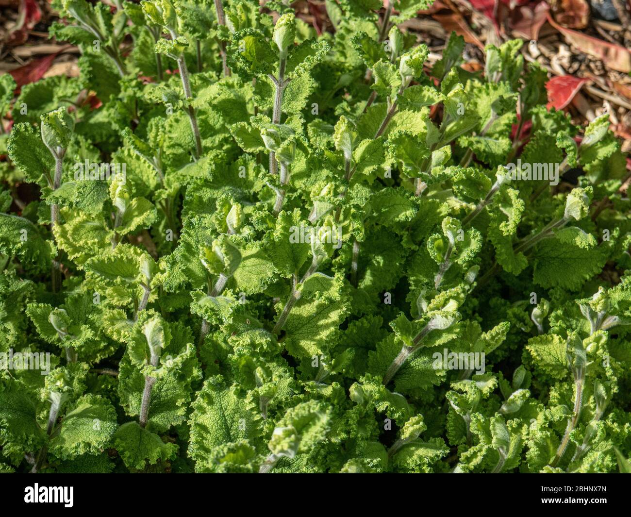 Le feuillage inhabituel à bords de crinles de Teucrium scorodonia 'crispum marginatum Banque D'Images