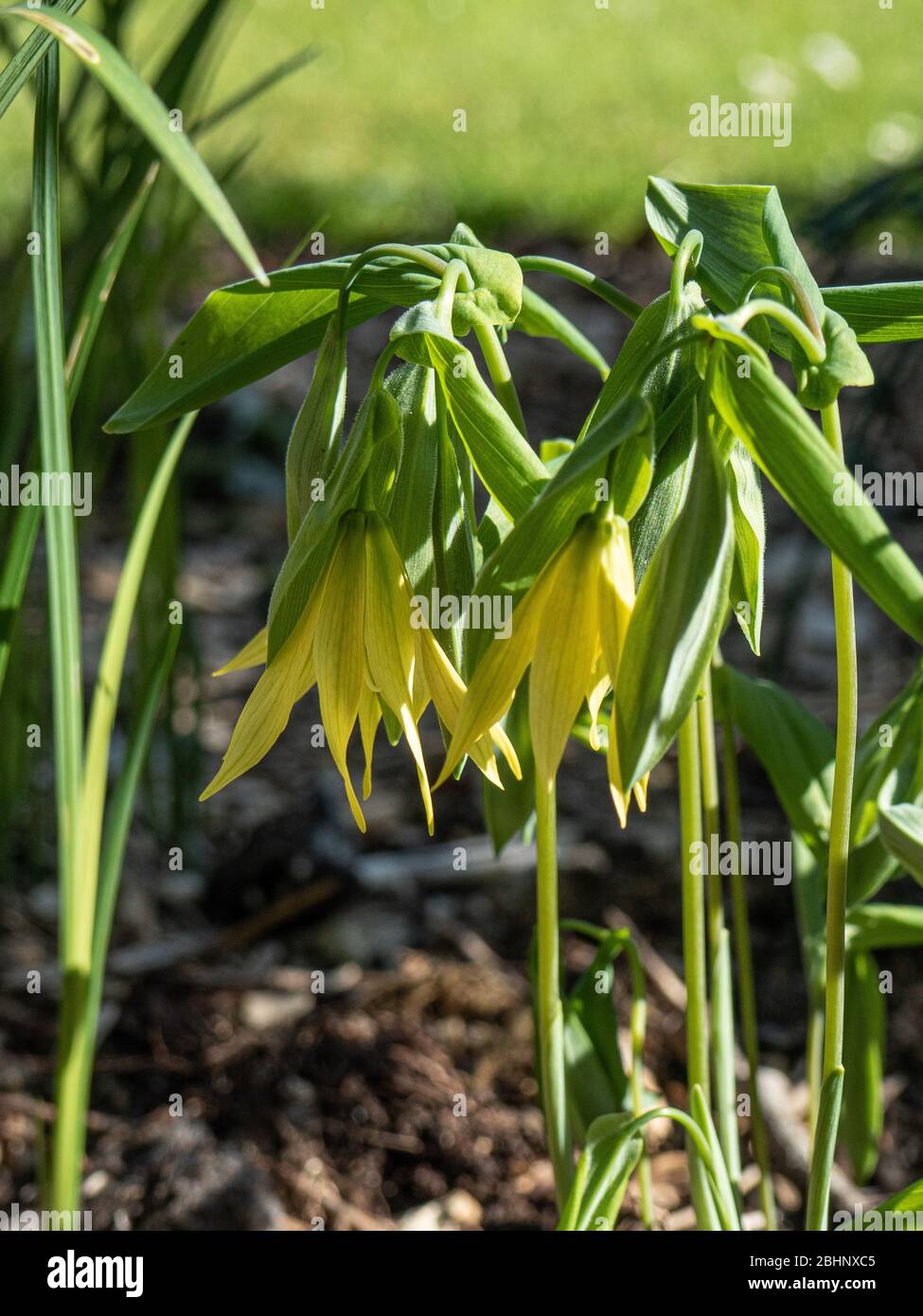 Gros plan sur les fleurs jaunes suspendues de la forme haute d'Uvularia perfoliata Banque D'Images