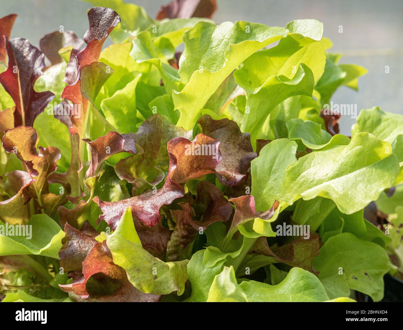 Gros plan sur une casserole de jeunes feuilles de laitue Banque D'Images