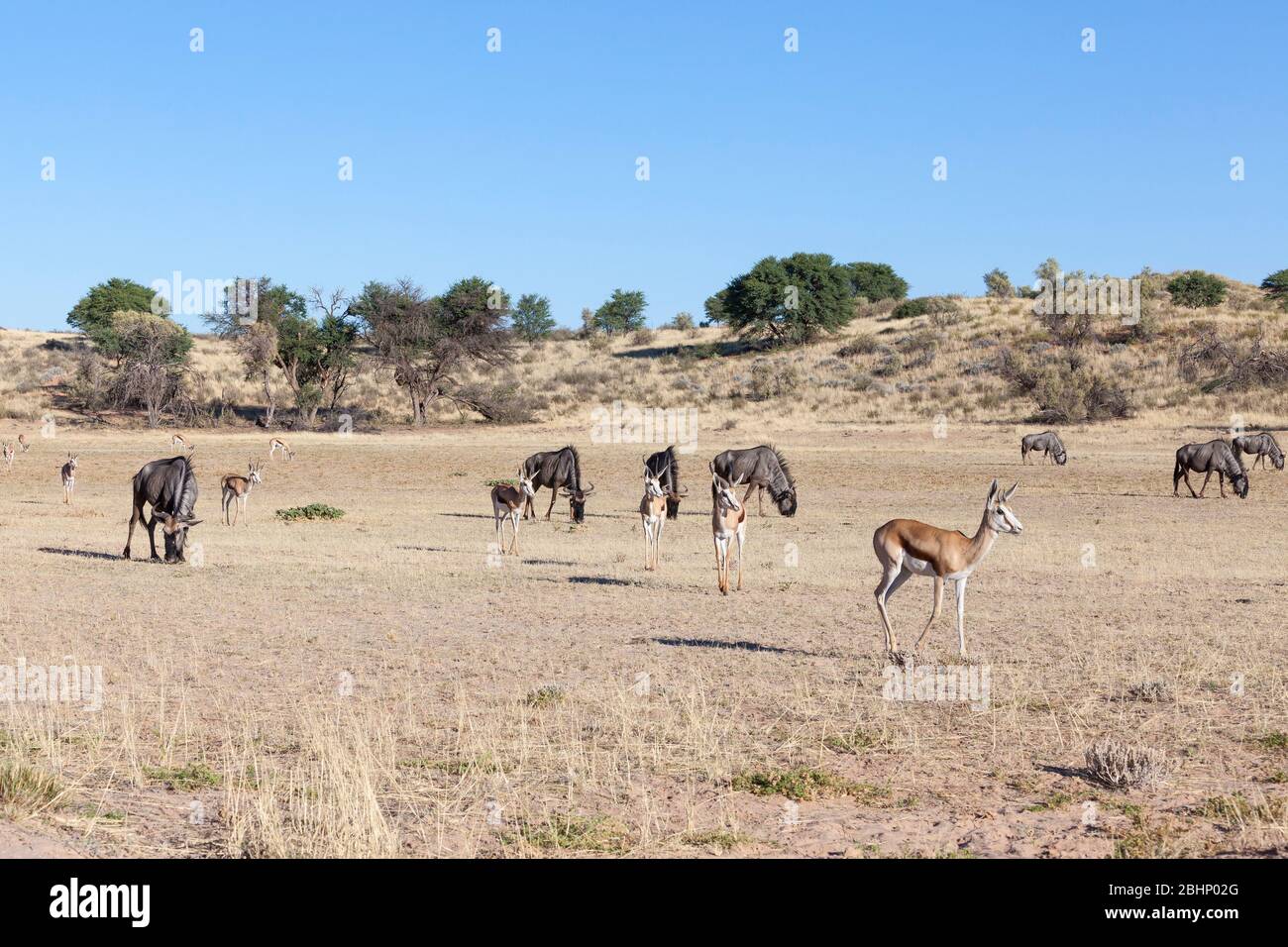 Paysagiste des dunes rouges dans le parc transfrontière de Kgalagadi, au nord du Cap, en Afrique du Sud avec le wildebeest et le springbuck de pâturage dans la rivière Aoub Banque D'Images