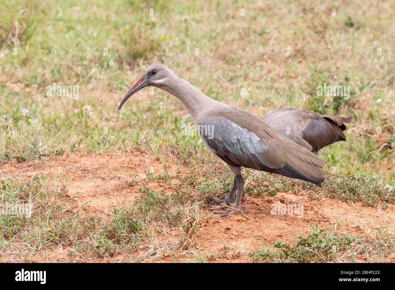 Hadeda / Hadada Ibis (Bostrychia hagedash) , Cap oriental , Afrique du Sud se forant dans la savane herbeuse Banque D'Images