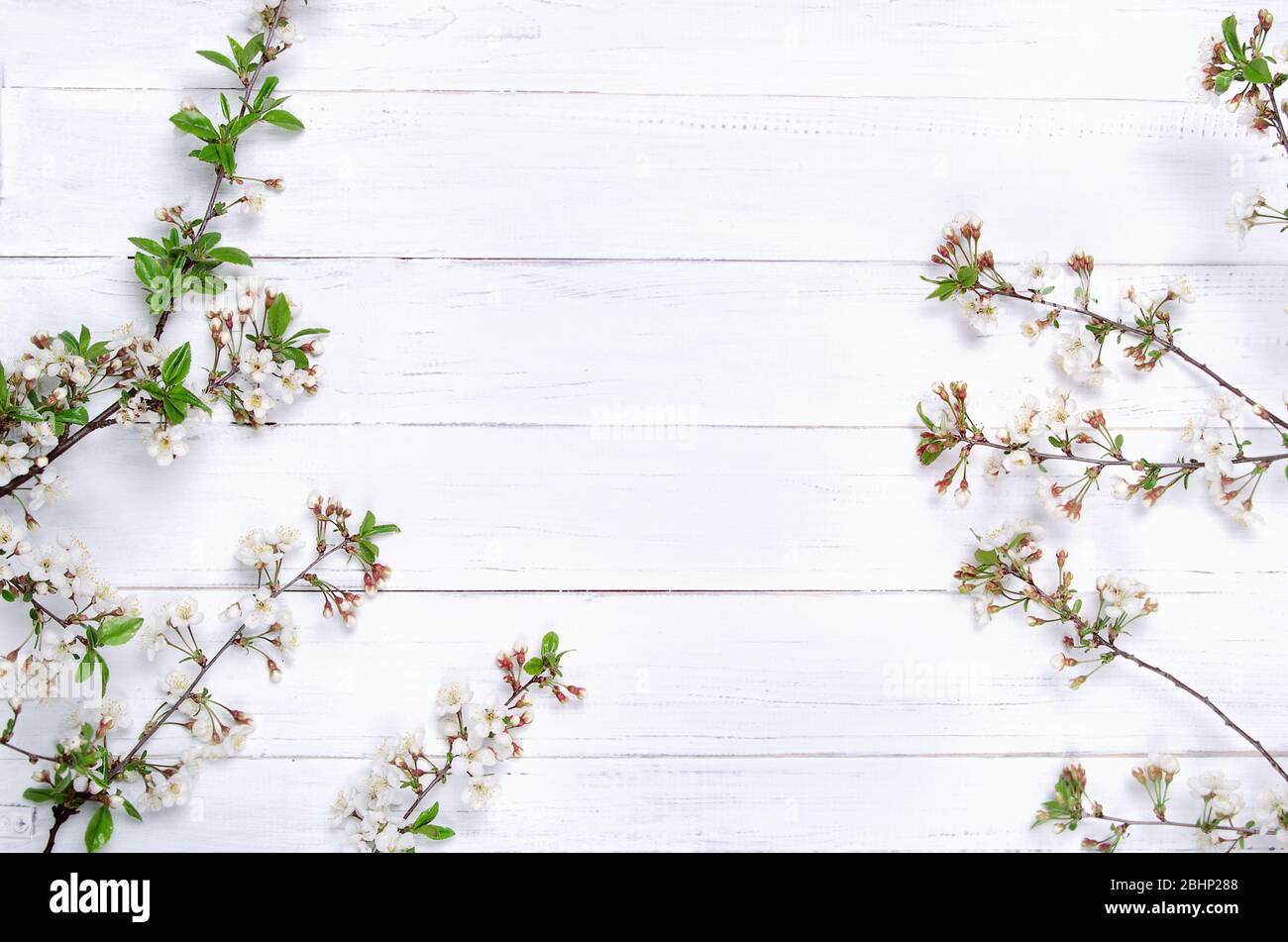 Fleurs de cerisier fraîches sur des planches en bois peintes en blanc. Mise au point sélective. Espace de copie Banque D'Images