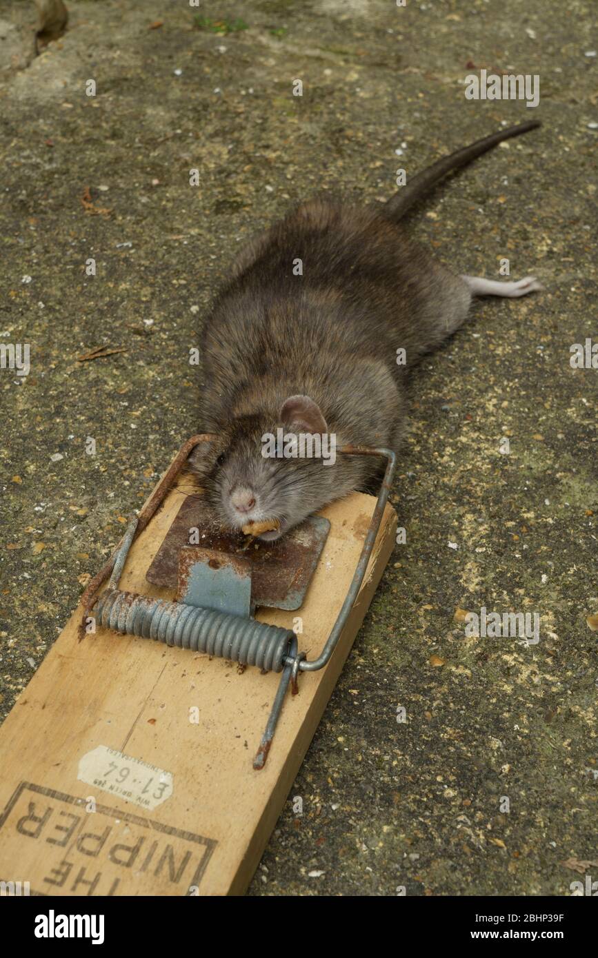 Hermie  Lutte contre les rats et les souris