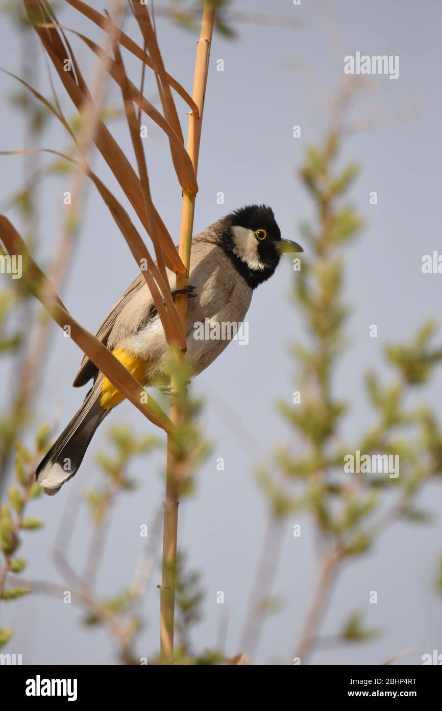 Bulbul Pycnonotus leucotis, oiseau perché sur une canne dans la réserve Al Azrak en Jordanie et chantant une chanson d'accouplement pour attirer un partenaire et un bui Banque D'Images