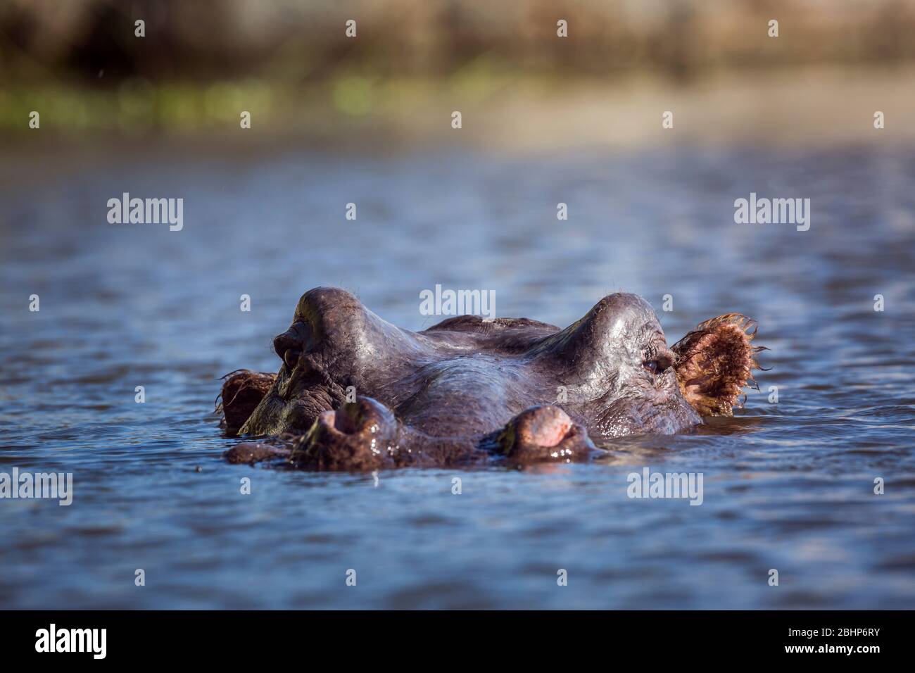 Hippopotamus tête dans le niveau de surface de l'eau dans le parc national Kruger, Afrique du Sud ; espèce Hippopotamus amphibius famille des Hippopotamidae Banque D'Images