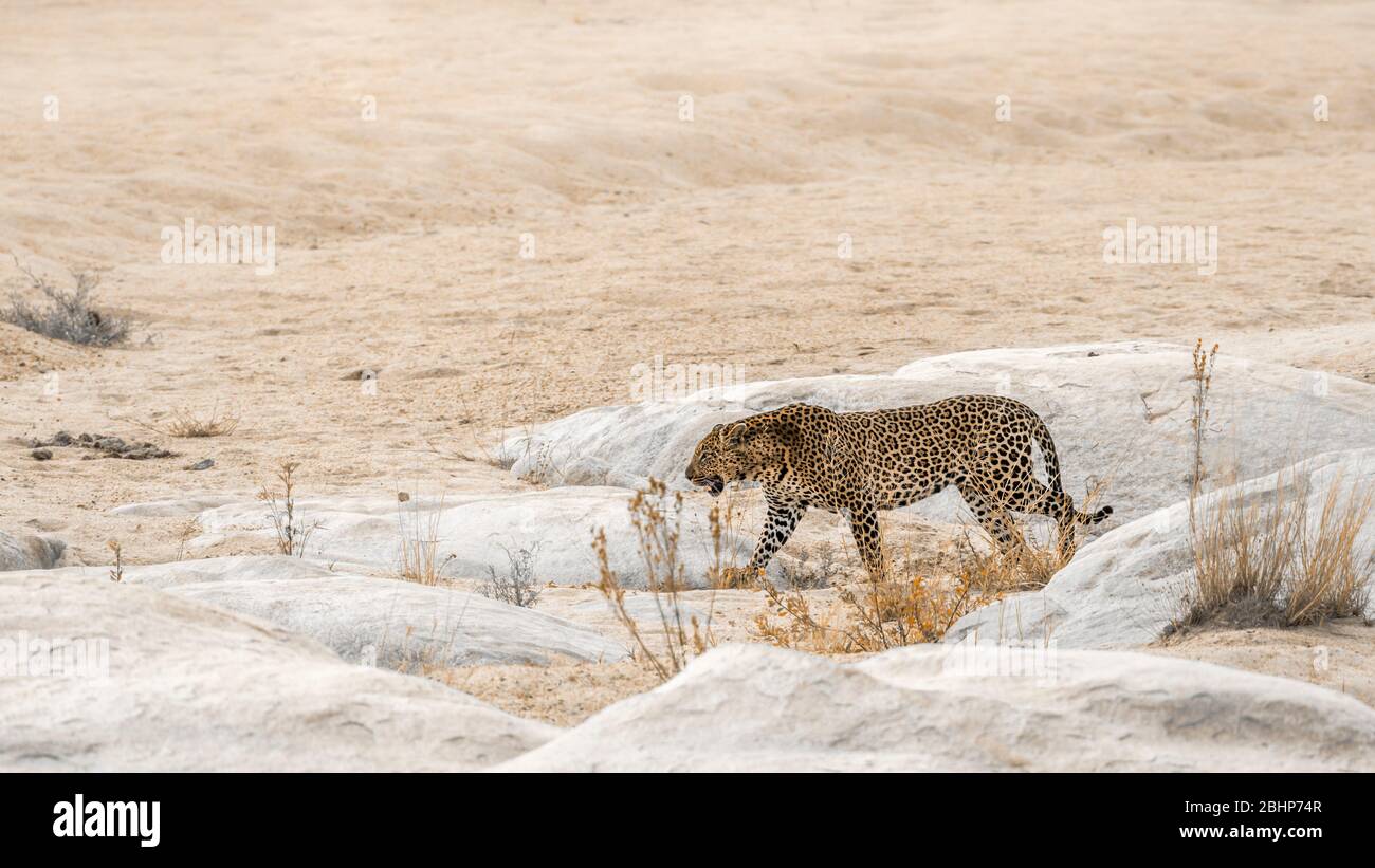 Leopard marchant sur une rive sablonneuse dans le parc national Kruger, Afrique du Sud ; espèce Panthera pardus famille de Felidae Banque D'Images