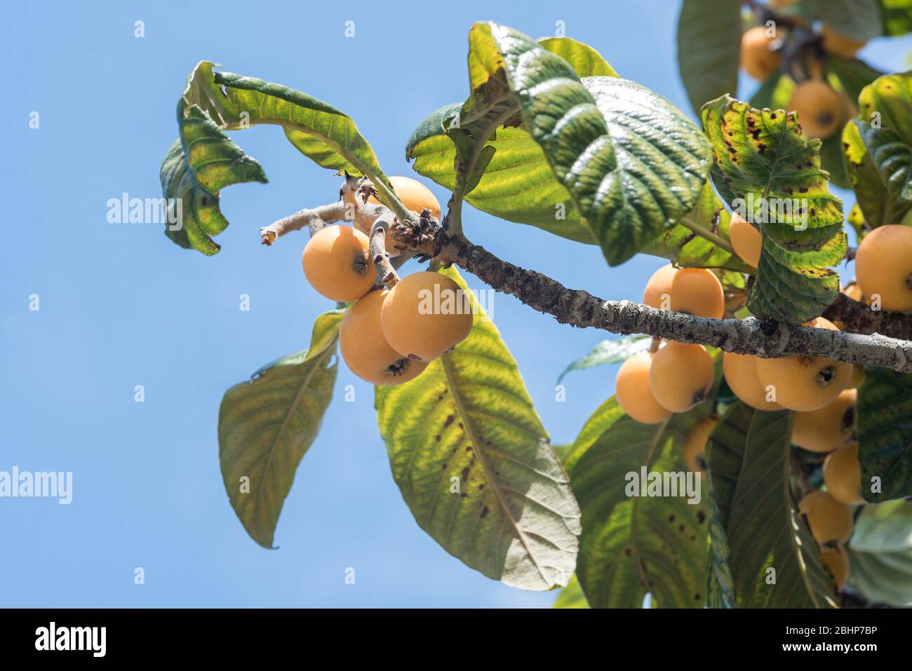 Le Loquat (Eriobotrya japonica) est un arbre originaire de Chine qui est apprécié pour ses fruits doux, comme des agrumes. Banque D'Images