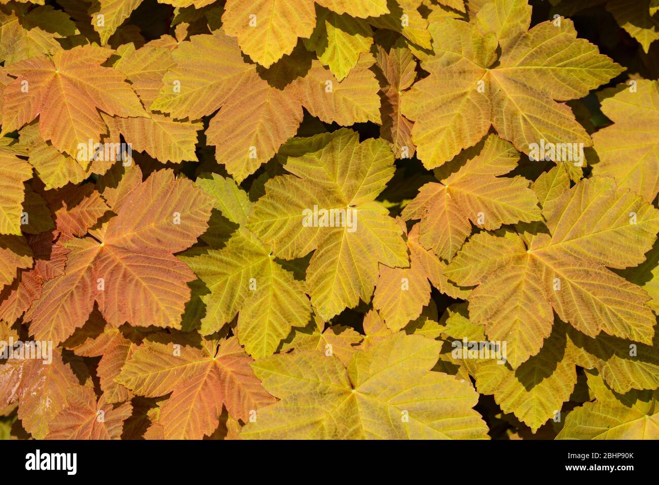 Développement des feuilles de sycomore, Acer pseudoplatanus, qui croît sur le côté d'une voie de pays en avril. Dorset Angleterre Royaume-Uni GB Banque D'Images