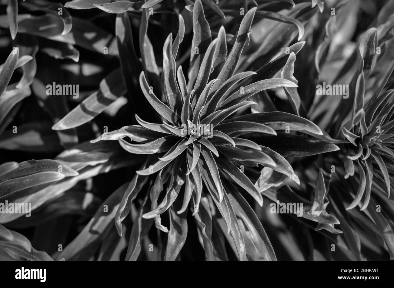 Lily lanceolate, ou lilium vancifolium bringé . Feuilles d'une brousse d'un tigre sans fleurs. Poutres apparentes sur feuilles vertes. Vue de dessus. SELECTIV Banque D'Images