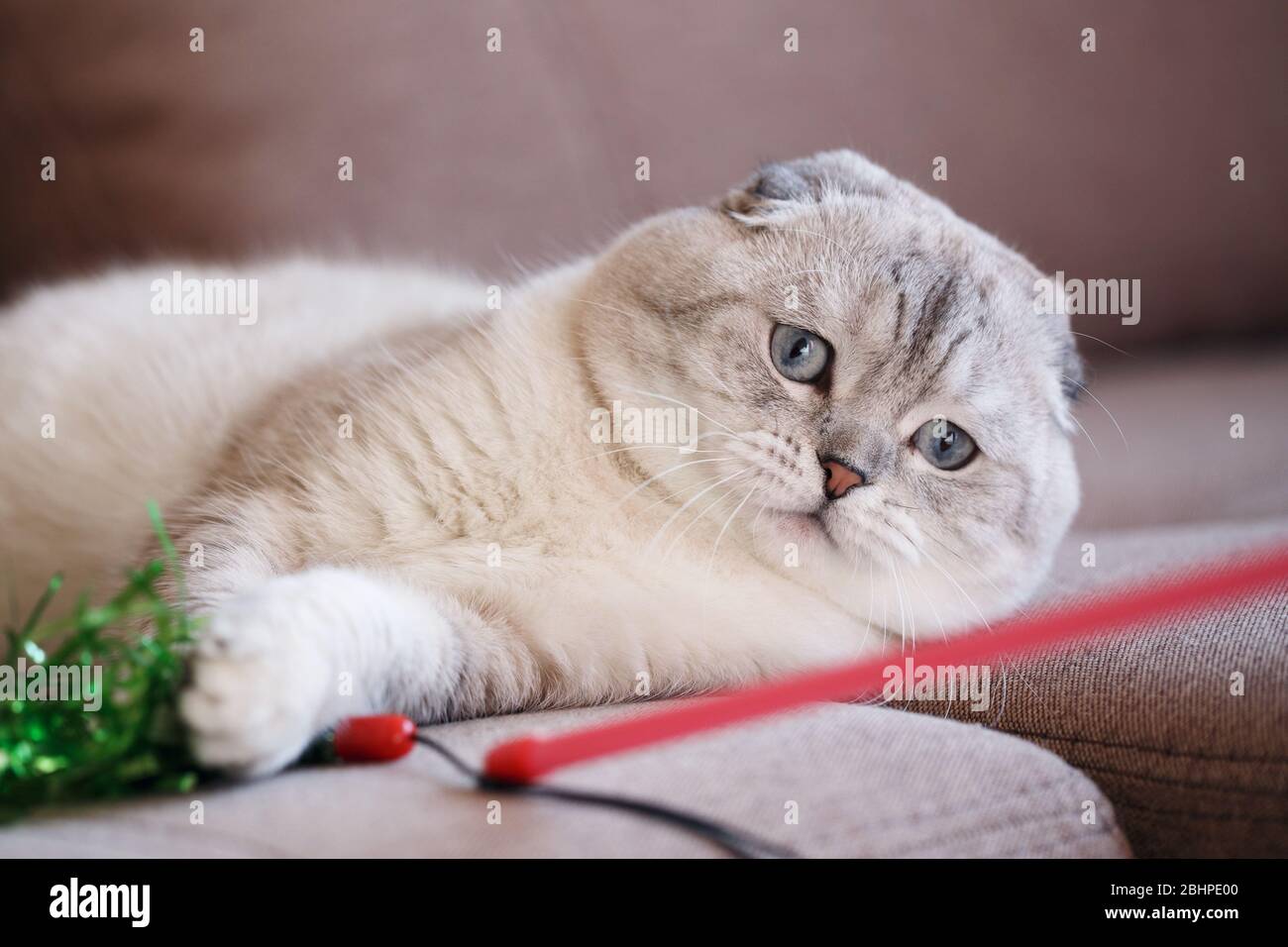 Un chat de race pure se trouve et joue avec un jouet sur un canapé brun à la maison. Banque D'Images
