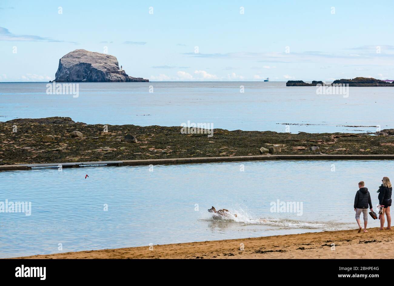 North Berwick, East Lothian, Écosse, Royaume-Uni. 27 avril 2020. Météo britannique : un jour calme et lumineux après une journée très venteuse hier. Malgré le calme, les plages sont presque vides pendant le verrouillage. La piscine de baignade et le Firth of Forth devant la colonie de gannet Bass Rock sont encore très comme un chien éclabousse dans l'eau pour chasser un bâton sur la plage est de Milsey Bay Banque D'Images