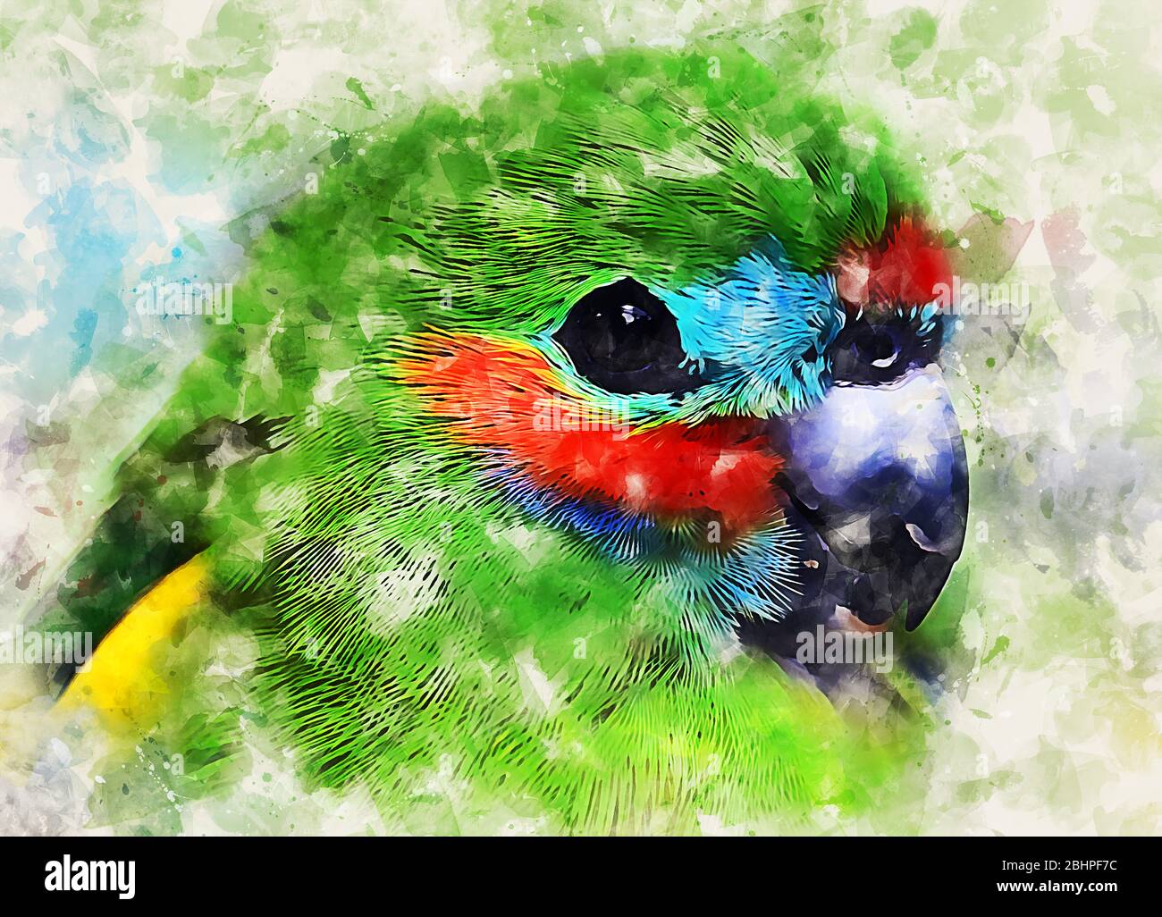 Perroquet coloré Banque D'Images