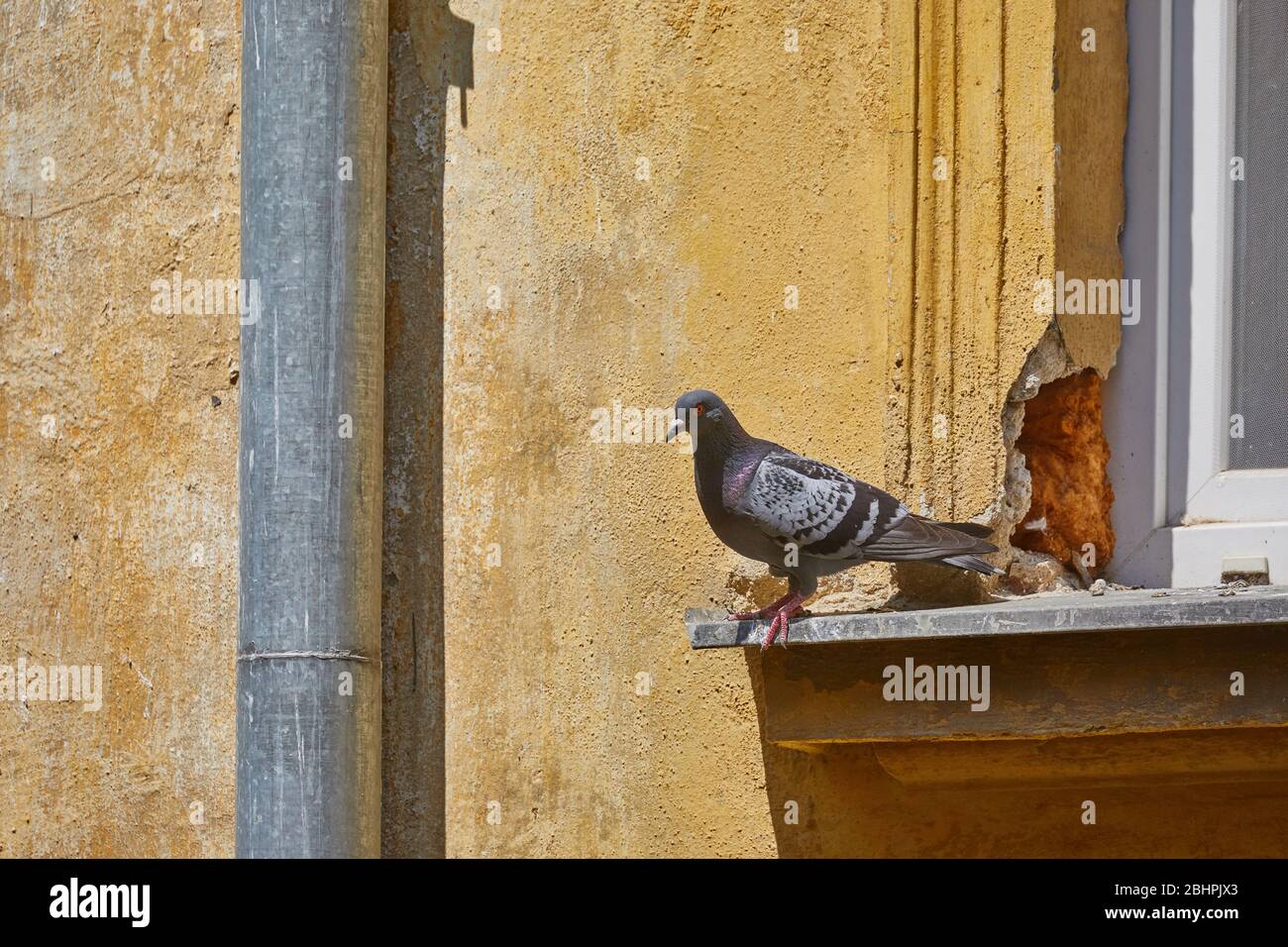 Pigeon sur un panneau de fenêtre Banque D'Images