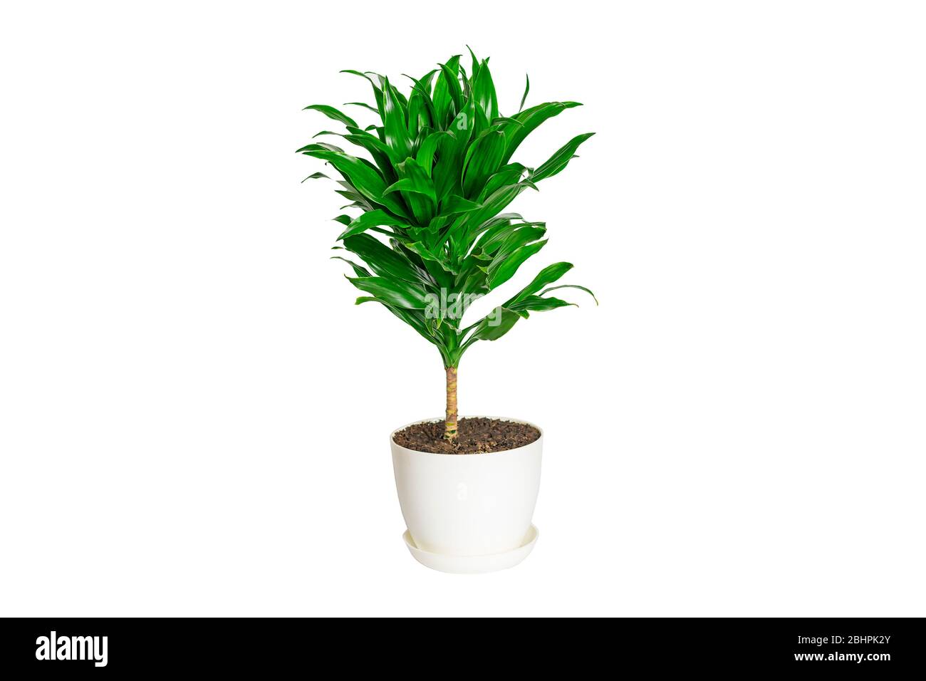 Plante de dracaena parfumée verte isolée sur fond blanc plante de maison, concept de décor de maison Banque D'Images