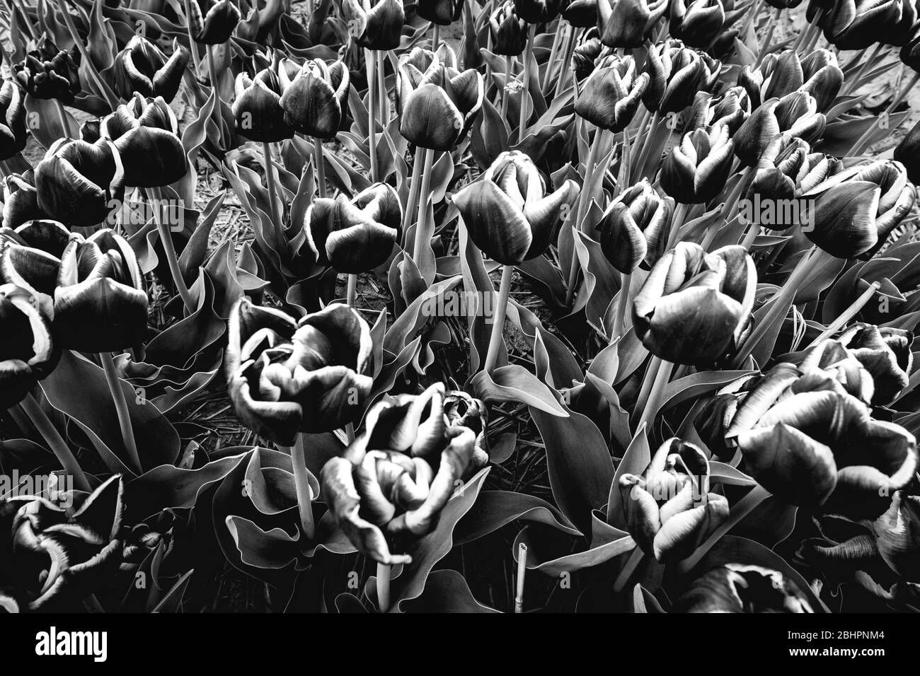 Fleurs dans les champs de tulipes néerlandais, Bollestreek Banque D'Images