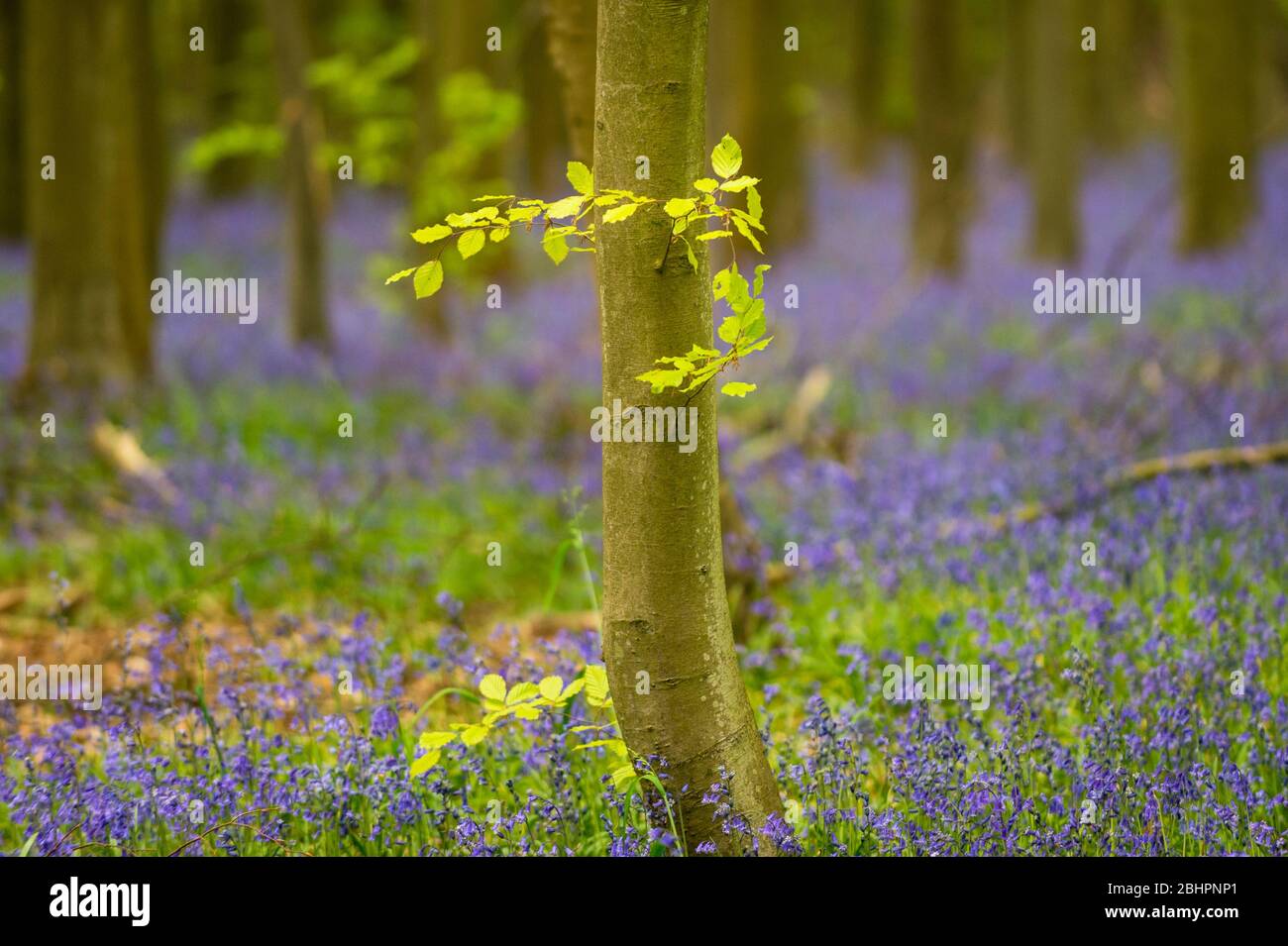 Chorleywood, Royaume-Uni. 27 avril 2020. Météo au Royaume-Uni : Bluebells in flower in Philipshill Wood près de Chorleywood, Hertfordshire. Le temps chaud récent a amené cette espèce indigène, le jacinthoides non scripta, à fleurir quelques semaines plus tôt que d'habitude. Un changement de la météo est prévu pour les prochains jours avec la pluie et les températures plus basses. Crédit: Stephen Chung / Alay Live News Banque D'Images