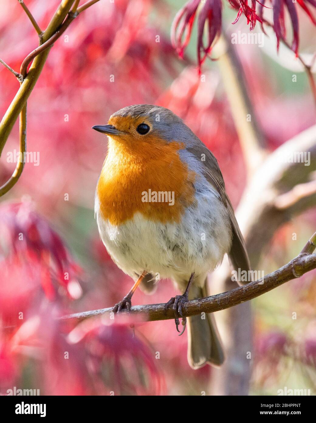 Erithacus rubecula - Robin européen - perché dans l'arbre acer dans le jardin de printemps - Royaume-Uni Banque D'Images