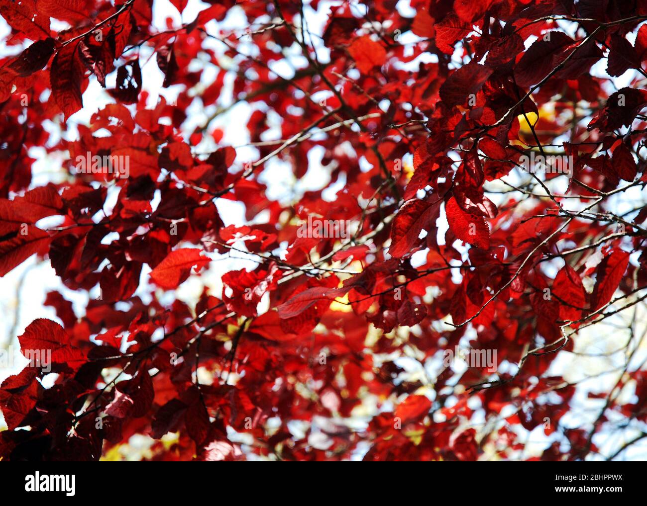 texture abstraite feuilles rouges automne Banque D'Images