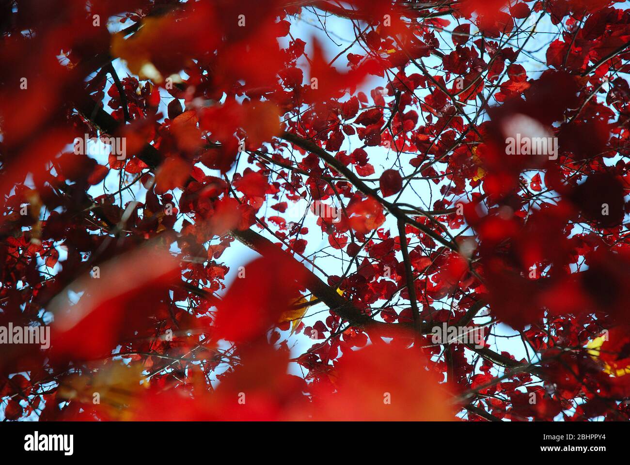 feuilles rouges colorées d'un hêtre de cuivre en automne Banque D'Images