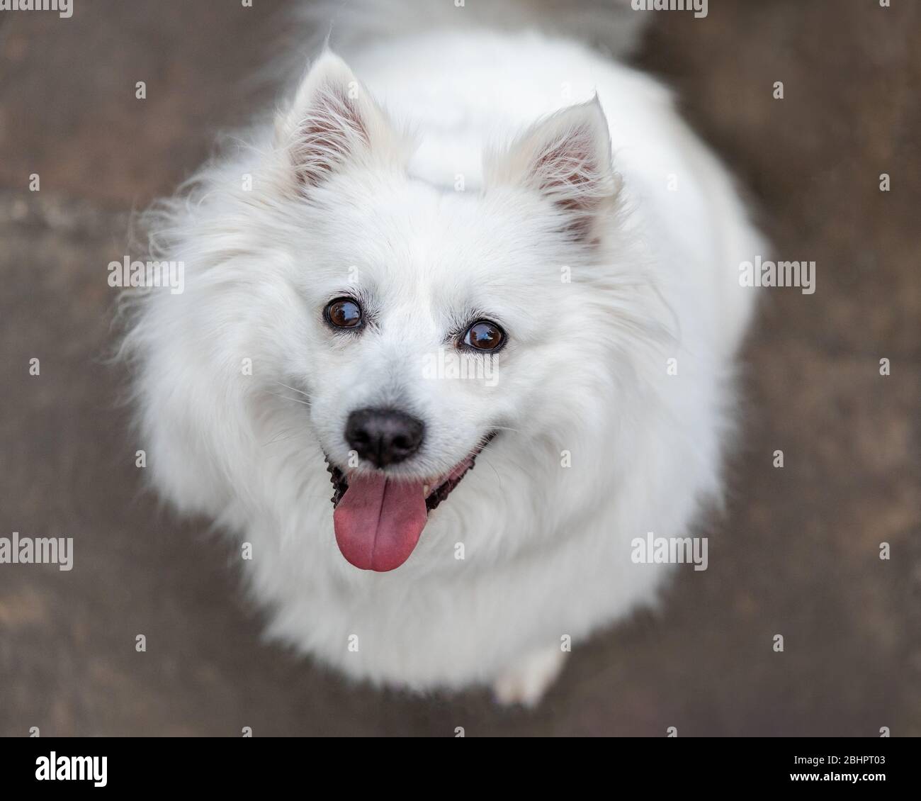Un chien pomeranien blanc Banque D'Images