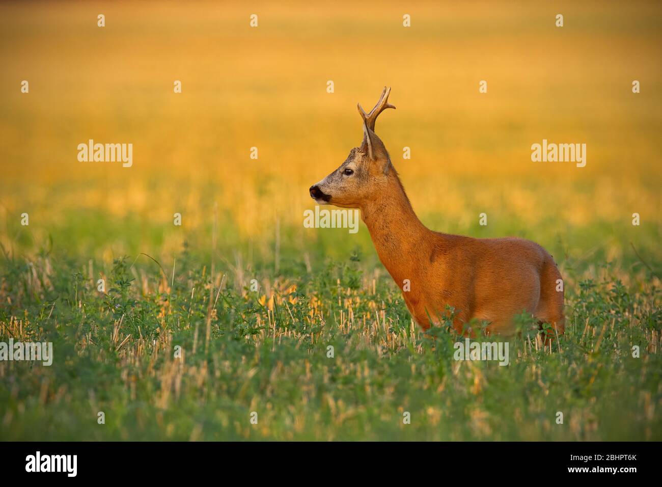 Le buck de cerf-Virginie est en état d'alerte sur un champ de chaume et il est à la recherche en été. Banque D'Images
