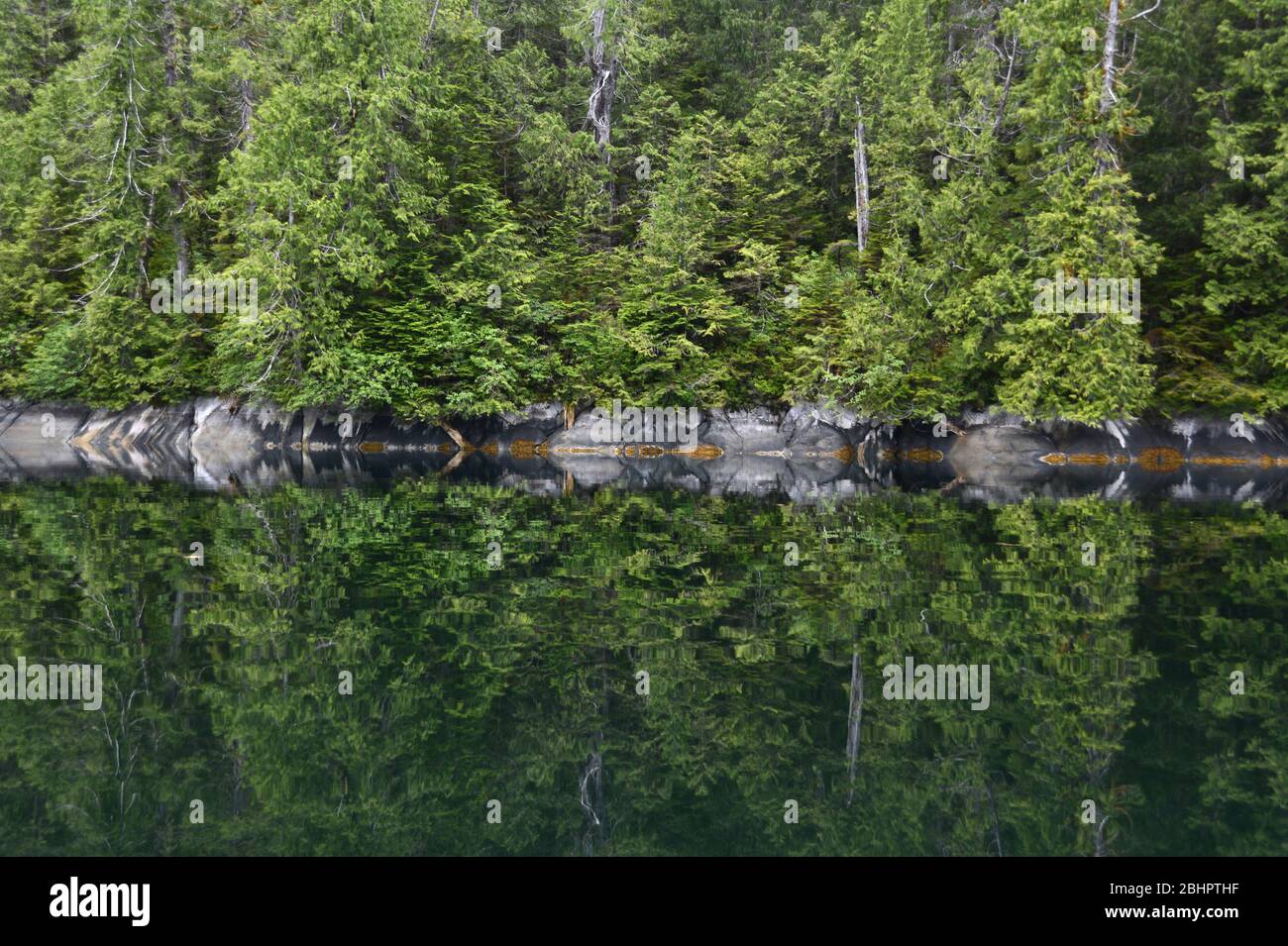 Forêt de conifères tempérée Banque de photographies et d’images à haute ...