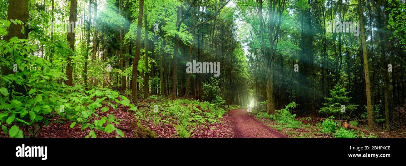 Paysage forestier panoramique tourné, avec un chemin et des rayons de lumière douce tombant à travers des gaufre de brume, encadrés par un feuillage vert luxuriant Banque D'Images