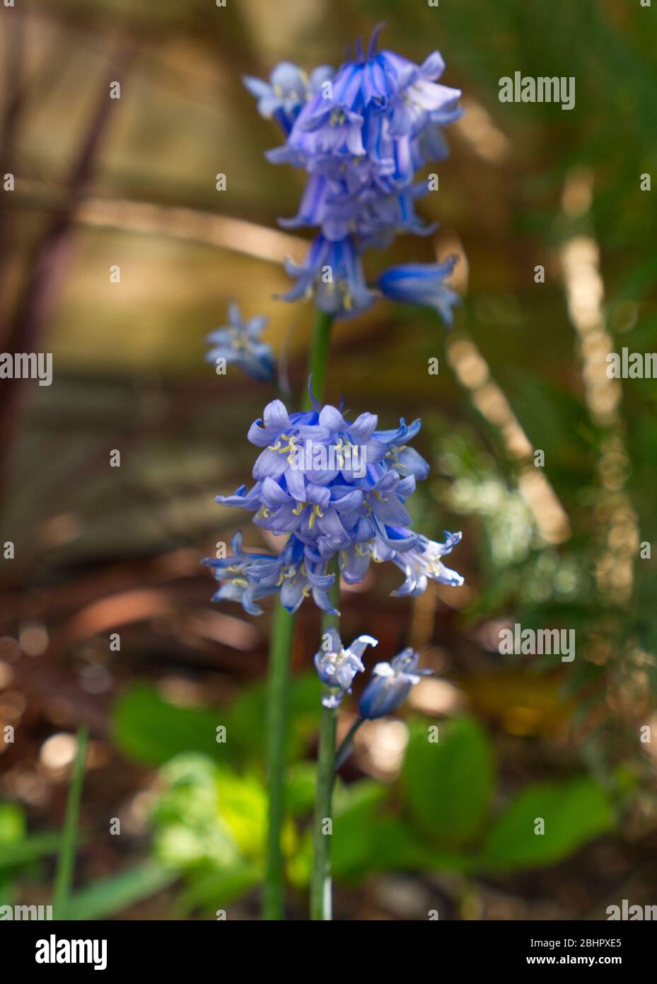 Bluebells de printemps. Reveley Lodge Gardens, Herfordshire, Royaume-Uni . Belle maison victorienne, jardins et salons de thé. Ruches, étang et jardin de cuisine Banque D'Images