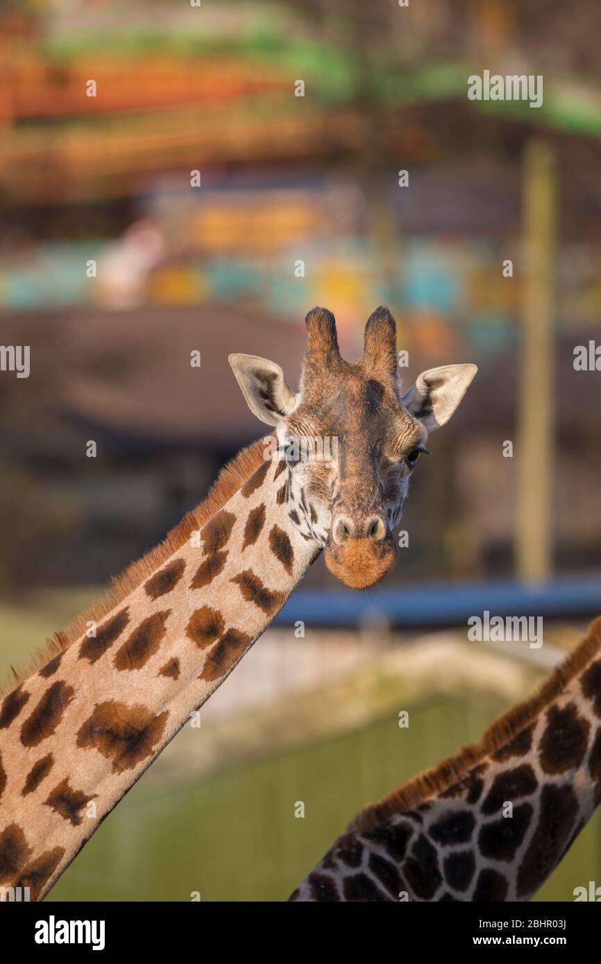 Vue de face près de la tête et du cou des animaux girafes (Giraffa camelopardalis) sous le soleil extérieur par parc d'attractions, West Midland Safari Park, Royaume-Uni. Banque D'Images