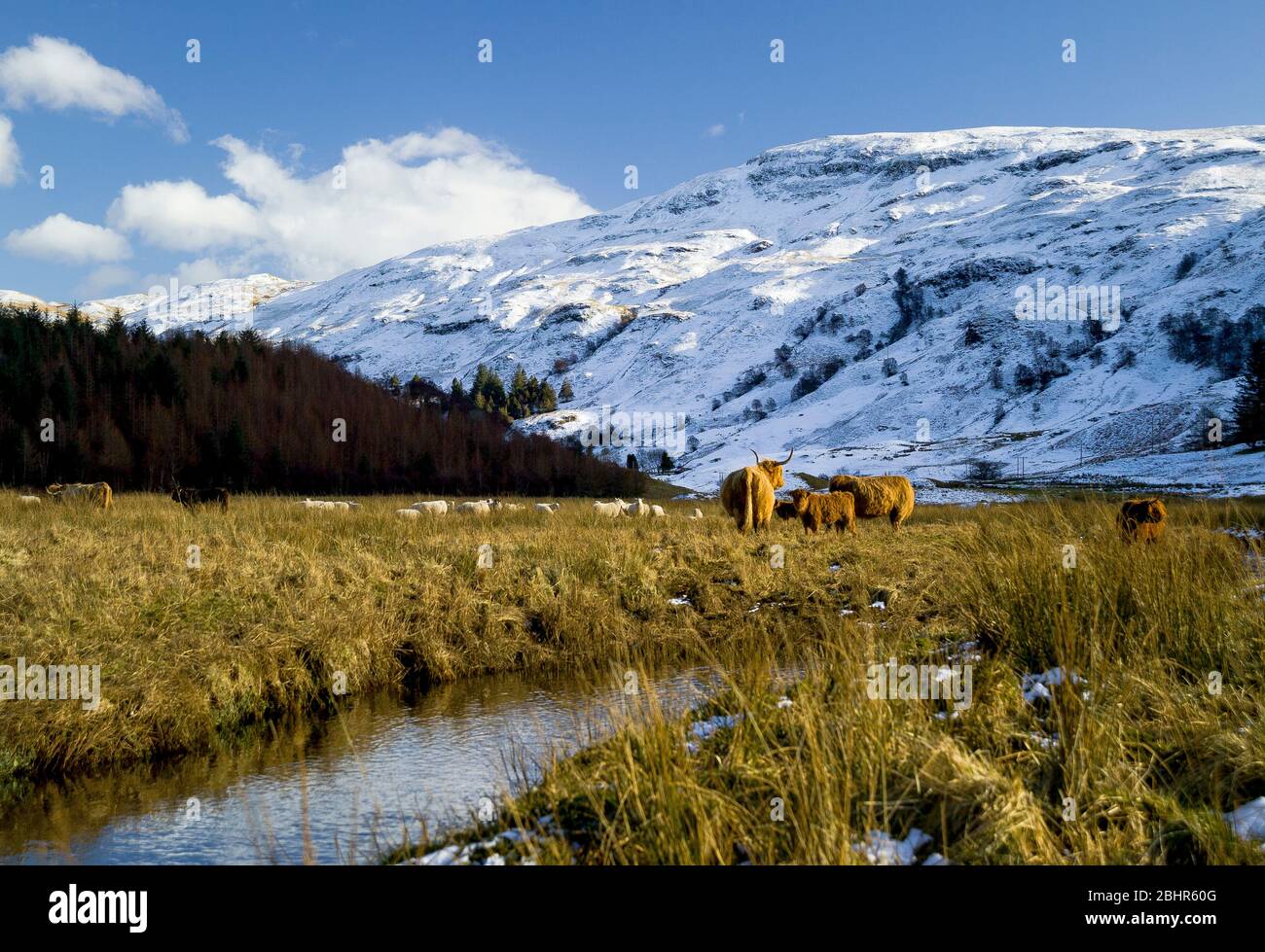 Bétail des Highlands, mi-hiver, Glen Lonan, Argyll Banque D'Images