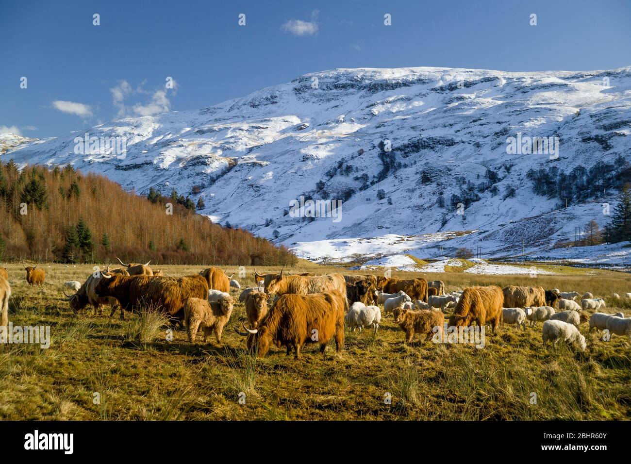 Bétail des Highlands, mi-hiver, Glen Lonan, Argyll Banque D'Images