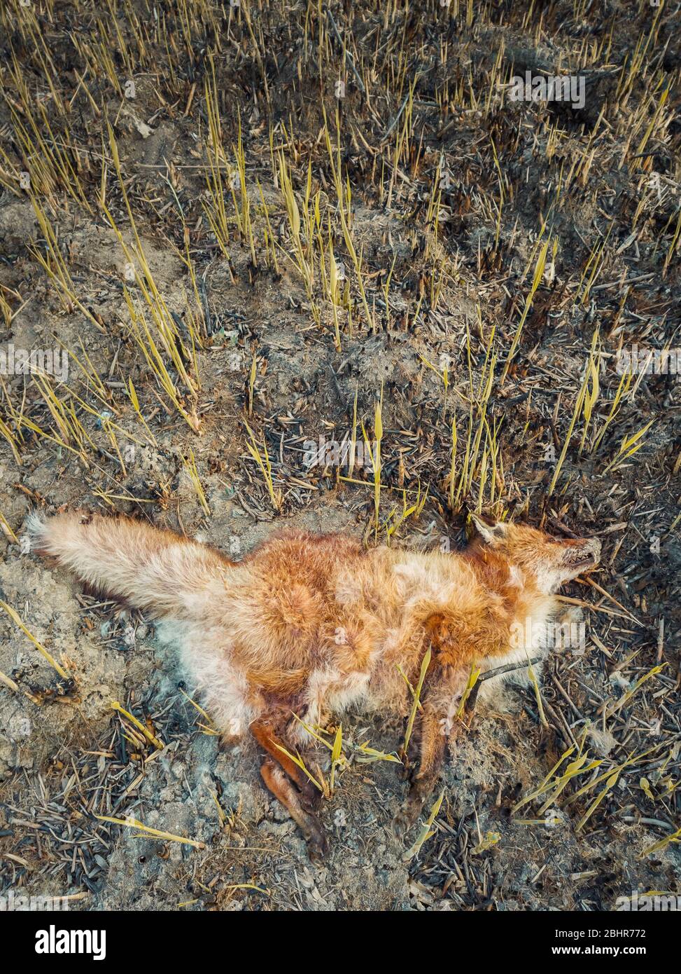 Renard Mort Du A L Intoxication Par La Fumee Se Poser Sur Le Sol Brule Rempli De Cendres Les Incendies Sauvages Provoquent La Mort D Animaux Sans Defense Chasse Illegale Et Poachi Photo Stock