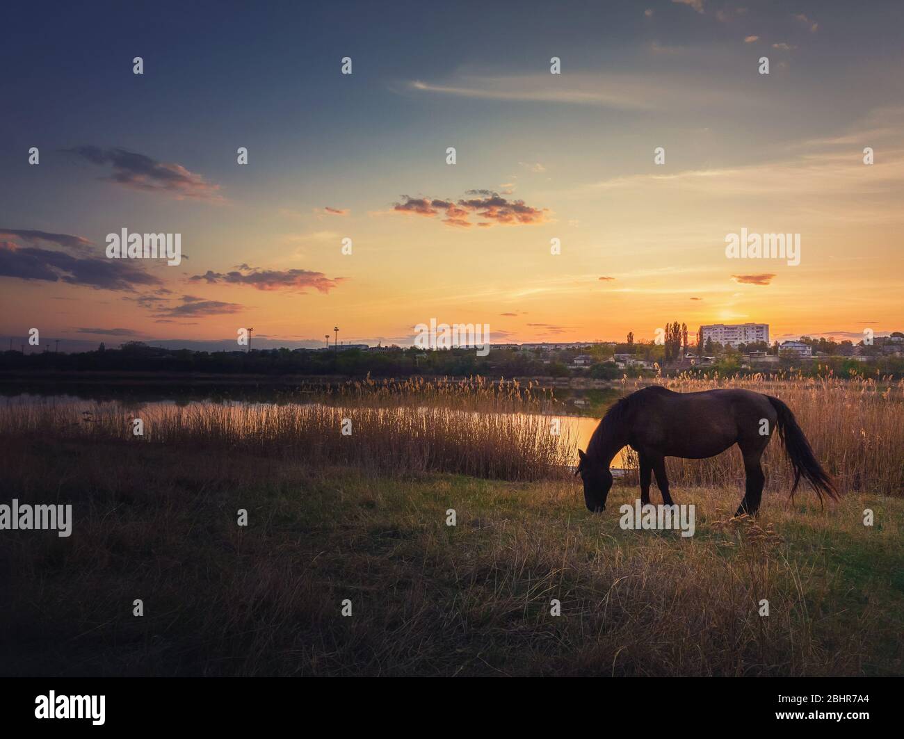 Silhouette de cheval solitaire paturing herbe sur un pâturage de printemps près du lac contre le coucher de soleil chaud. Paysage rural idyllique et une jument noire se rencontrent le soir sur t Banque D'Images