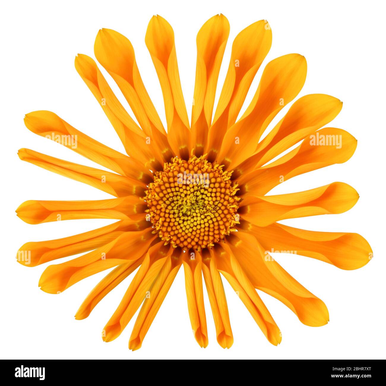 Orange Daisy (Marguerite) se déploie et fleurit, isolé sur fond blanc, y compris le chemin de découpe. Allemagne Banque D'Images