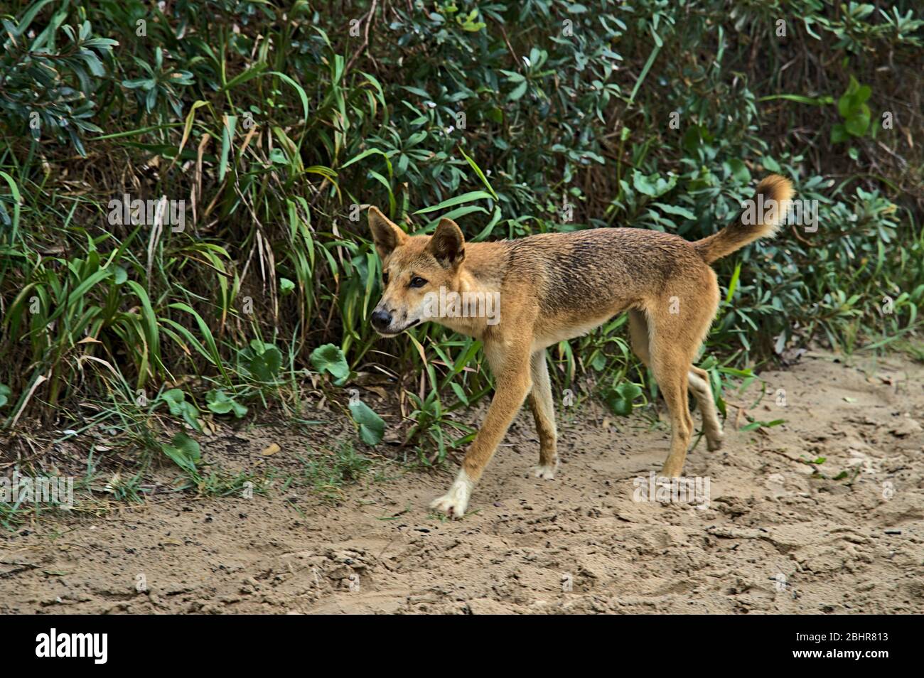 Dingo sauvage sur l'île Frazer approchant curieusement Banque D'Images