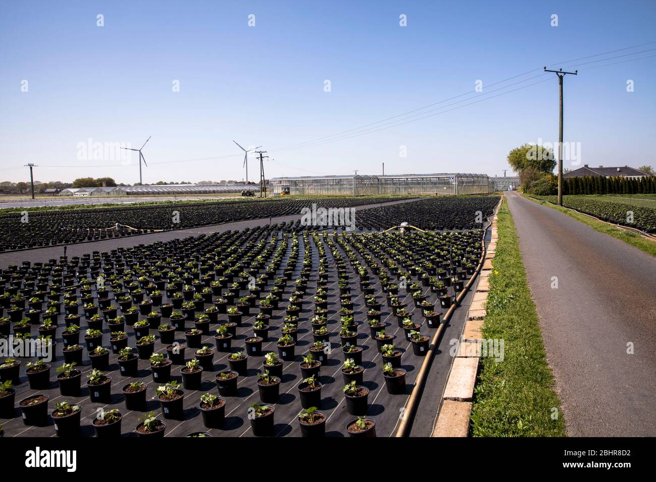 Pots de fleurs d'un grand jardin de pépinière, culture, Straelen, région du Bas-Rhin, Rhénanie-du-Nord-Westphalie, Allemagne. Blumentoepfe einer Grossgaertnerei Banque D'Images
