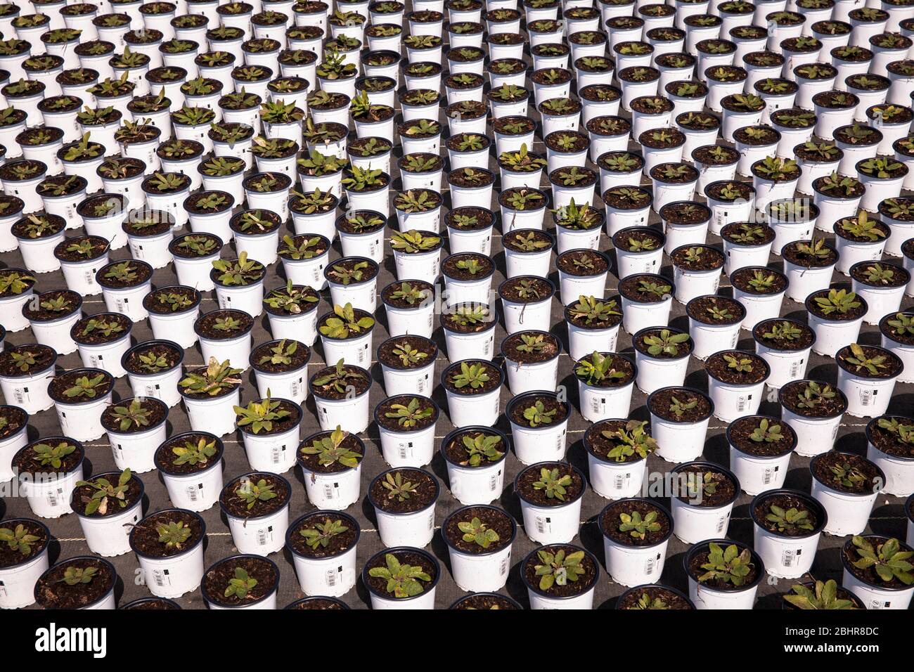 Pots de fleurs d'un grand jardin de pépinière, culture, Straelen, région du Bas-Rhin, Rhénanie-du-Nord-Westphalie, Allemagne. Blumentoepfe einer Grossgaertnerei Banque D'Images