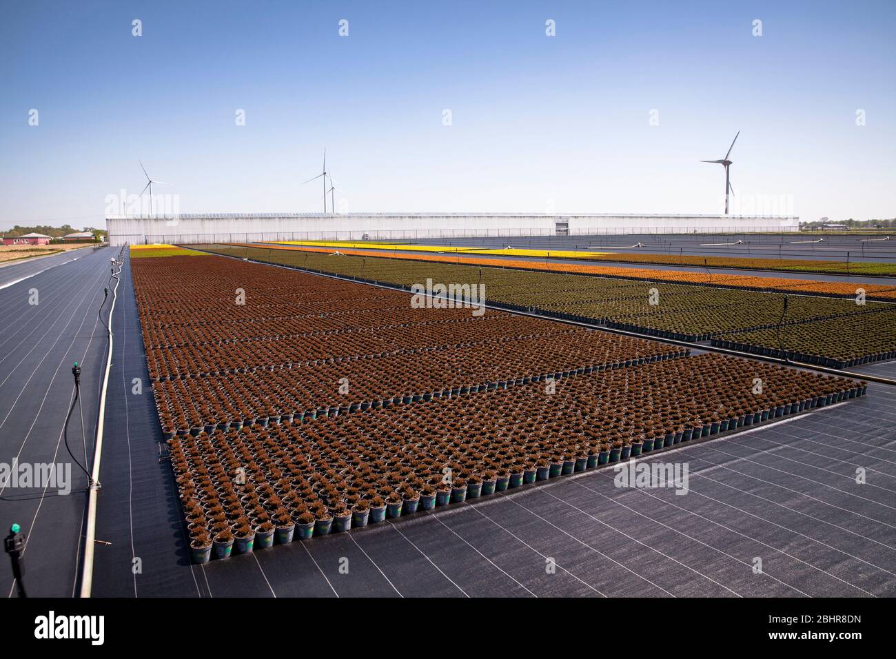 Pots de fleurs d'un grand jardin de pépinière, culture, Straelen, région du Bas-Rhin, Rhénanie-du-Nord-Westphalie, Allemagne. Blumentoepfe einer Grossgaertnerei Banque D'Images