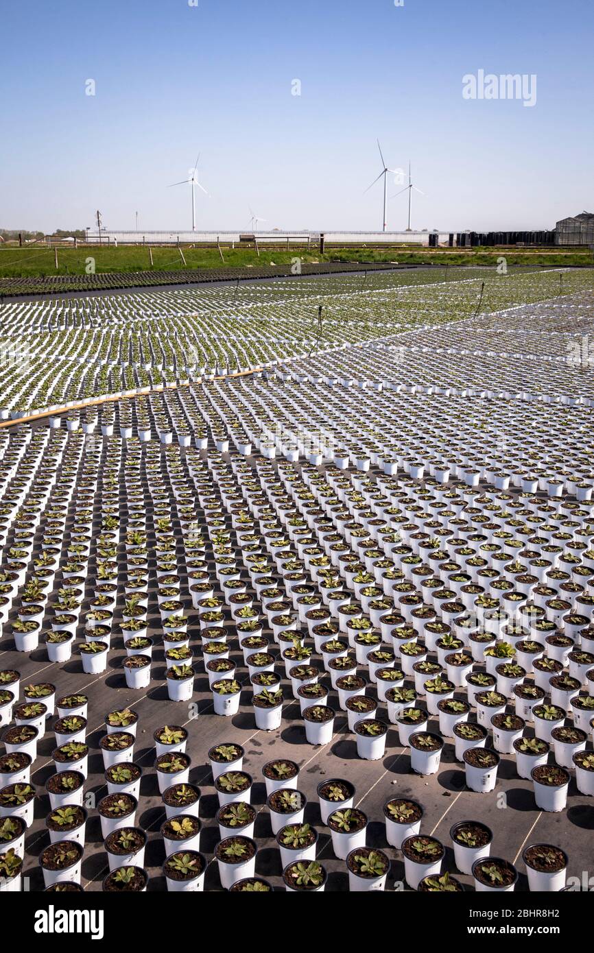 Pots de fleurs d'un grand jardin de pépinière, culture, Straelen, région du Bas-Rhin, Rhénanie-du-Nord-Westphalie, Allemagne. Blumentoepfe einer Grossgaertnerei Banque D'Images
