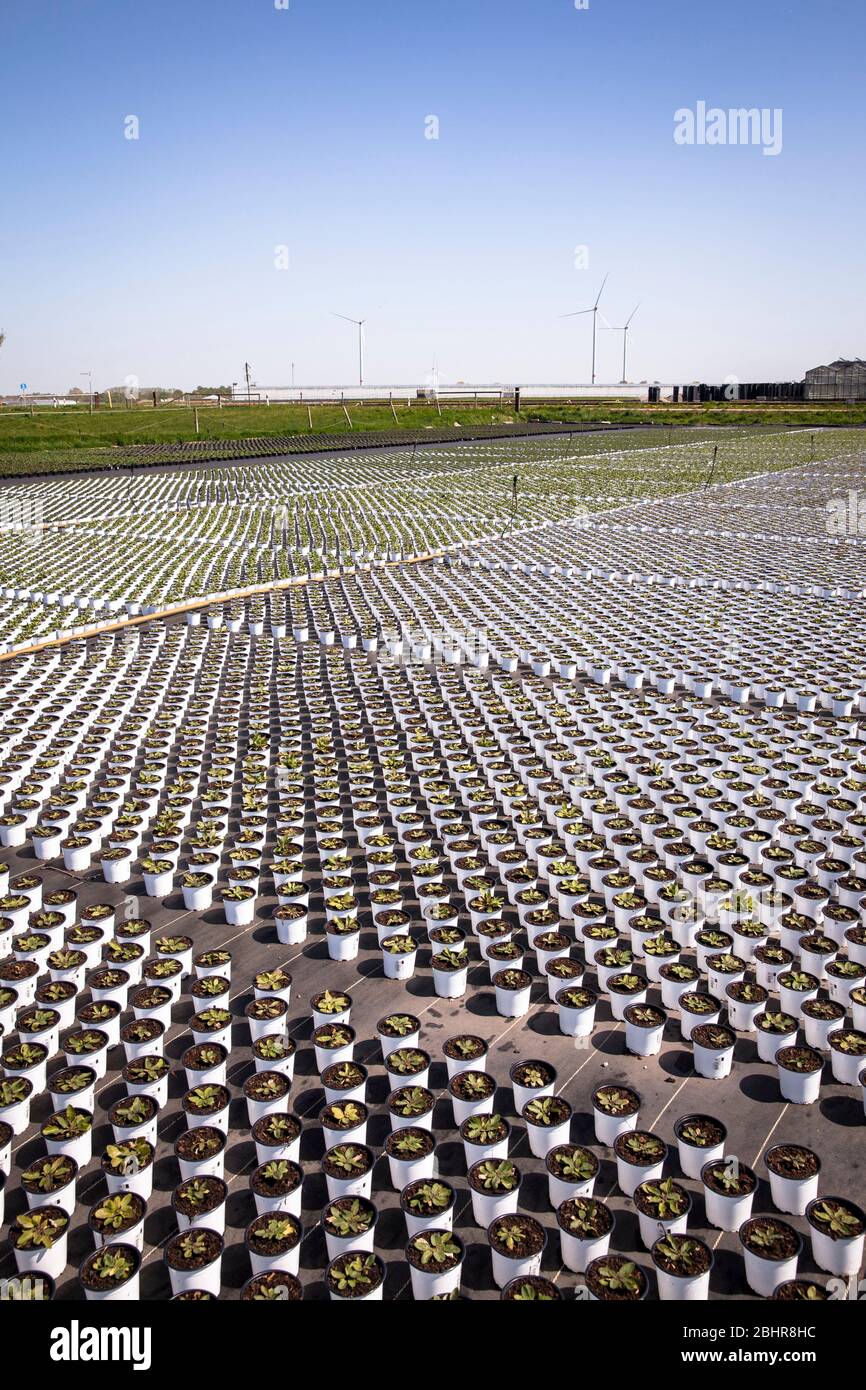 Pots de fleurs d'un grand jardin de pépinière, culture, Straelen, région du Bas-Rhin, Rhénanie-du-Nord-Westphalie, Allemagne. Blumentoepfe einer Grossgaertnerei Banque D'Images