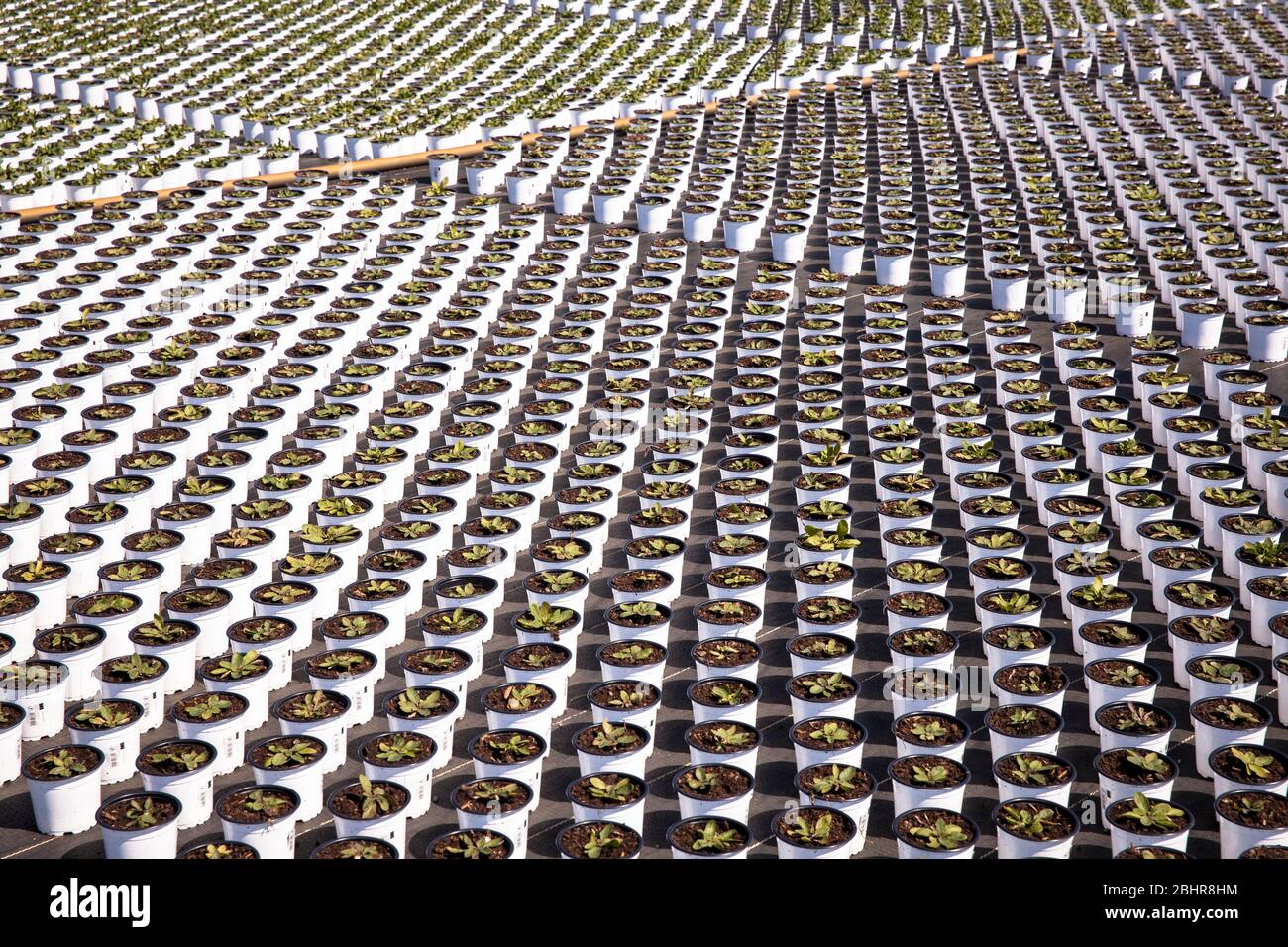 Pots de fleurs d'un grand jardin de pépinière, culture, Straelen, région du Bas-Rhin, Rhénanie-du-Nord-Westphalie, Allemagne. Blumentoepfe einer Grossgaertnerei Banque D'Images