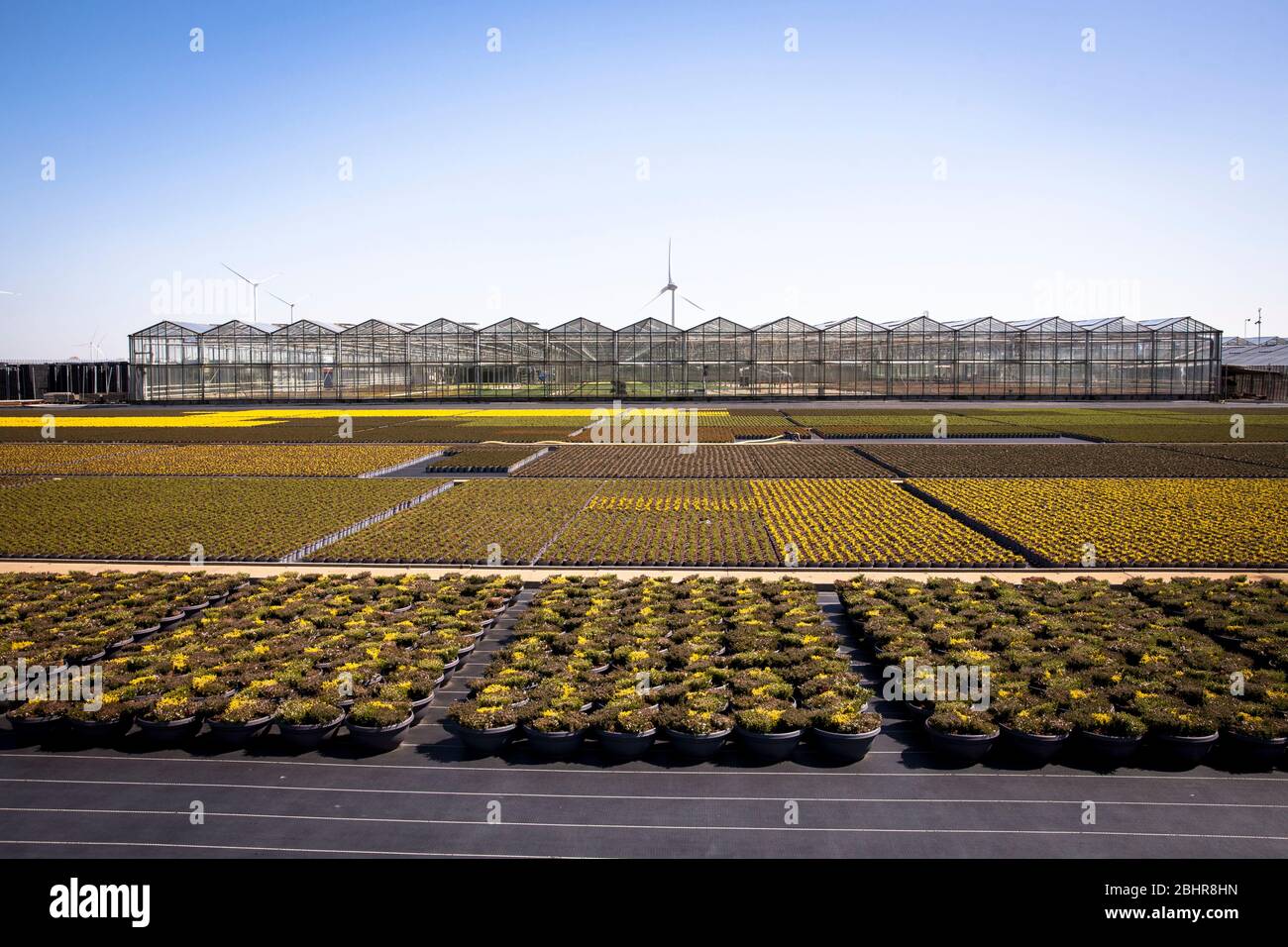 Pots de fleurs d'un grand jardin de pépinière, culture, Straelen, région du Bas-Rhin, Rhénanie-du-Nord-Westphalie, Allemagne. Blumentoepfe einer Grossgaertnerei Banque D'Images