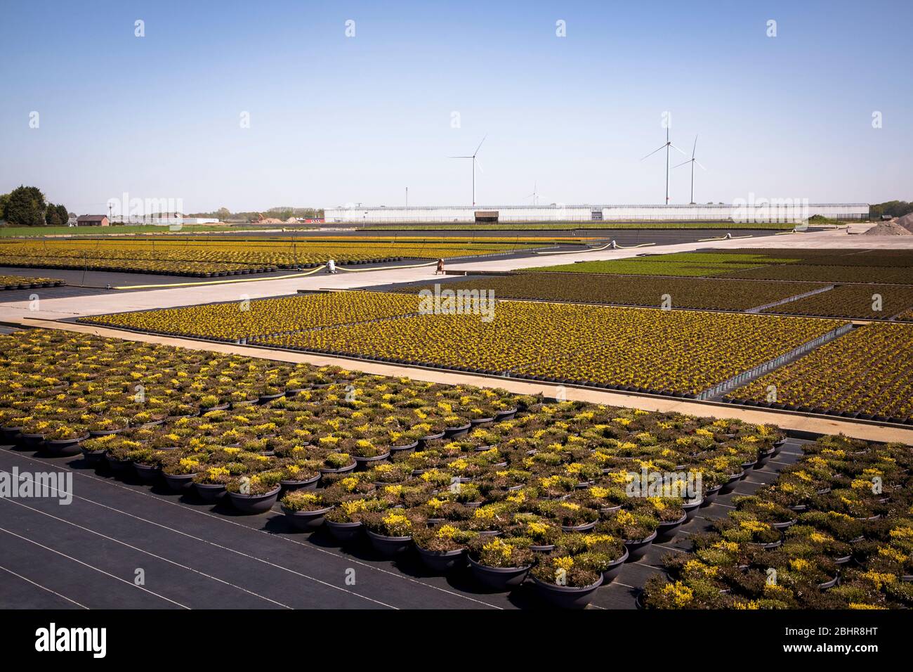 Pots de fleurs d'un grand jardin de pépinière, culture, Straelen, région du Bas-Rhin, Rhénanie-du-Nord-Westphalie, Allemagne. Blumentoepfe einer Grossgaertnerei Banque D'Images