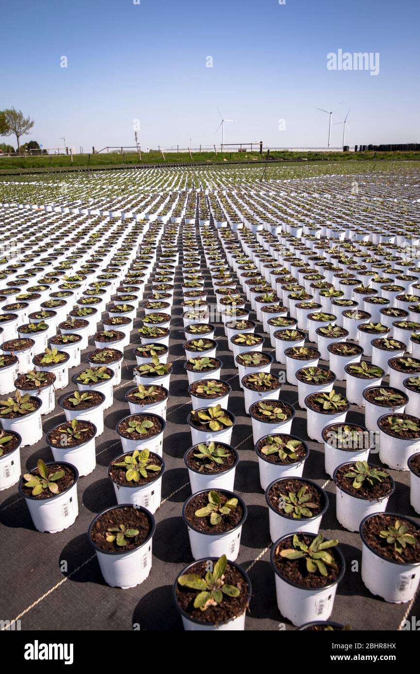 Pots de fleurs d'un grand jardin de pépinière, culture, Straelen, région du Bas-Rhin, Rhénanie-du-Nord-Westphalie, Allemagne. Blumentoepfe einer Grossgaertnerei Banque D'Images