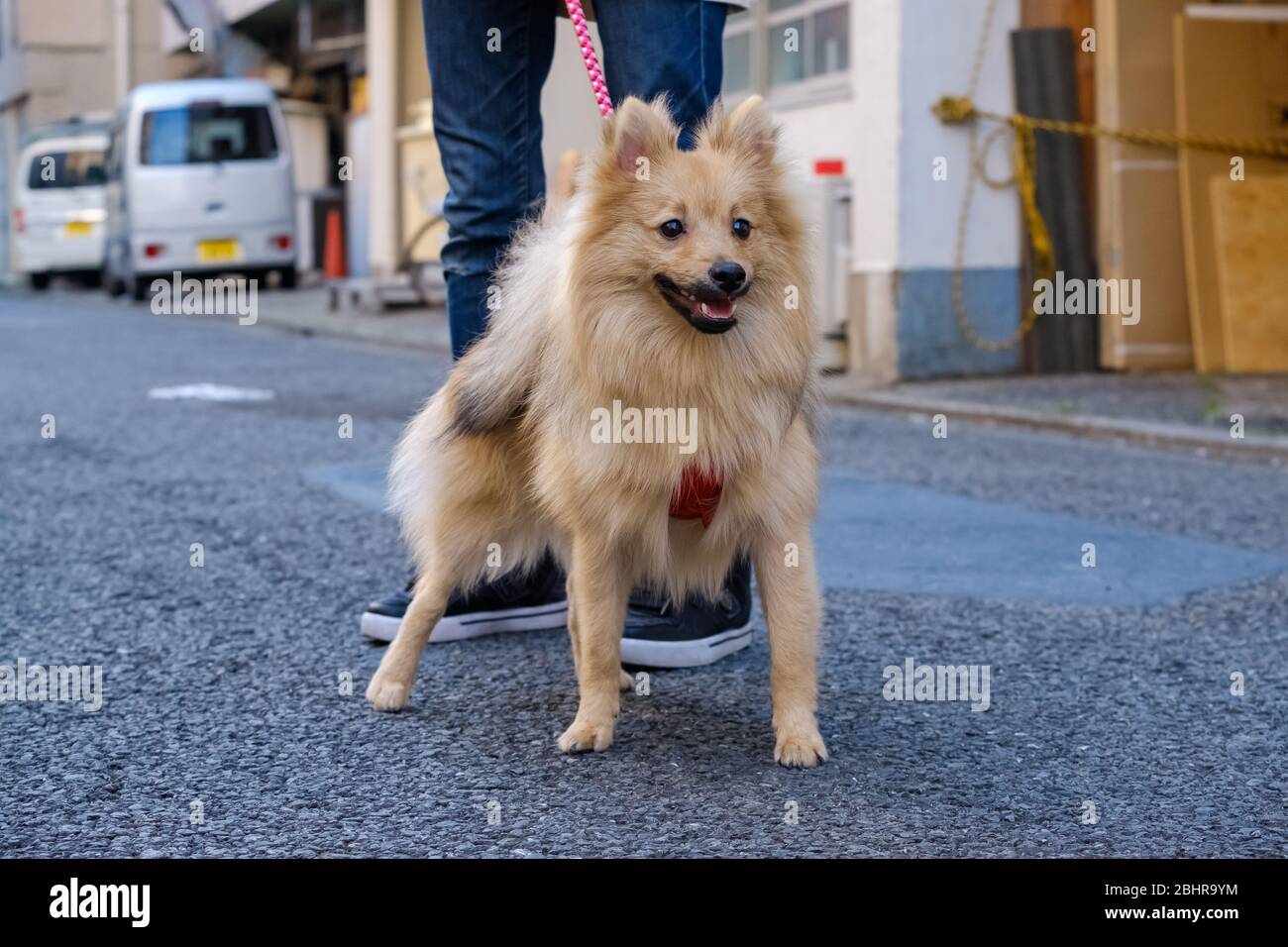 Une promenade quotidienne de Pom Banque D'Images