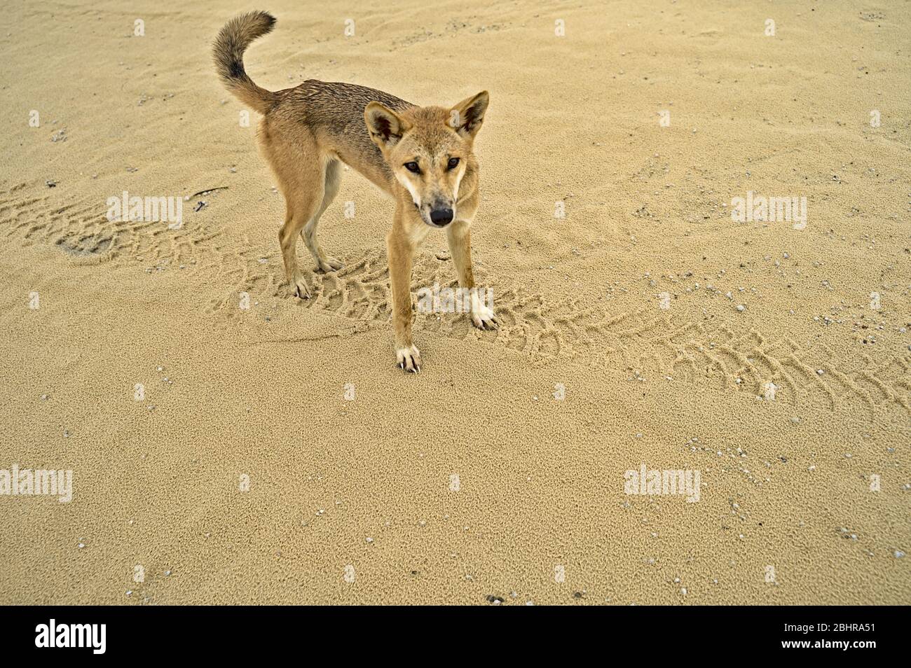 Dingo sauvage sur l'île Frazer approchant curieusement Banque D'Images