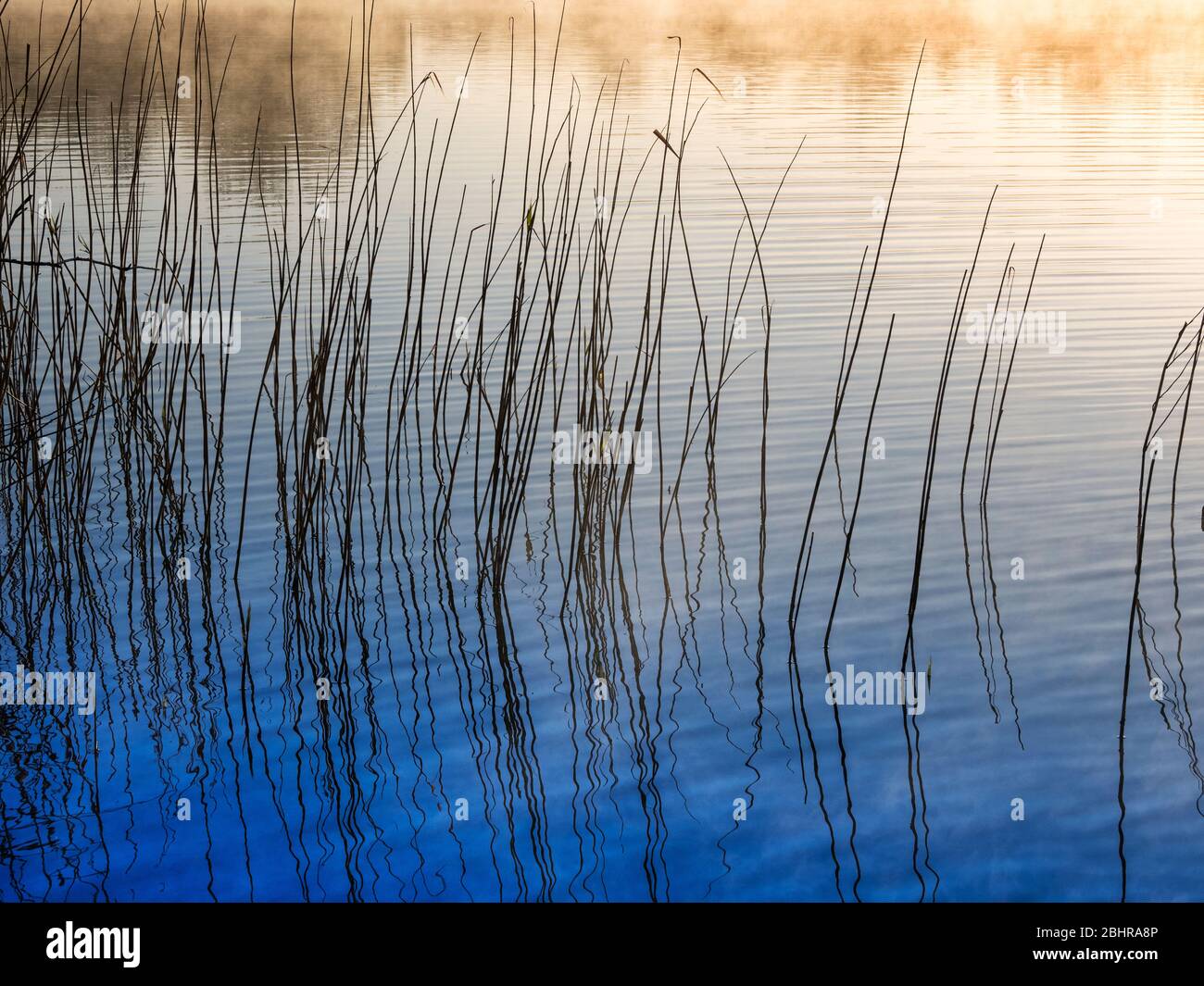 Une image simple et minimaliste prise à travers des roseaux au bord d'un lac sur un matin maltraité tôt. Banque D'Images