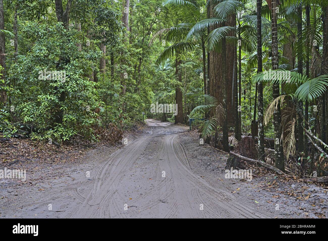 Frazer Island. Piste de sable à travers la forêt Banque D'Images