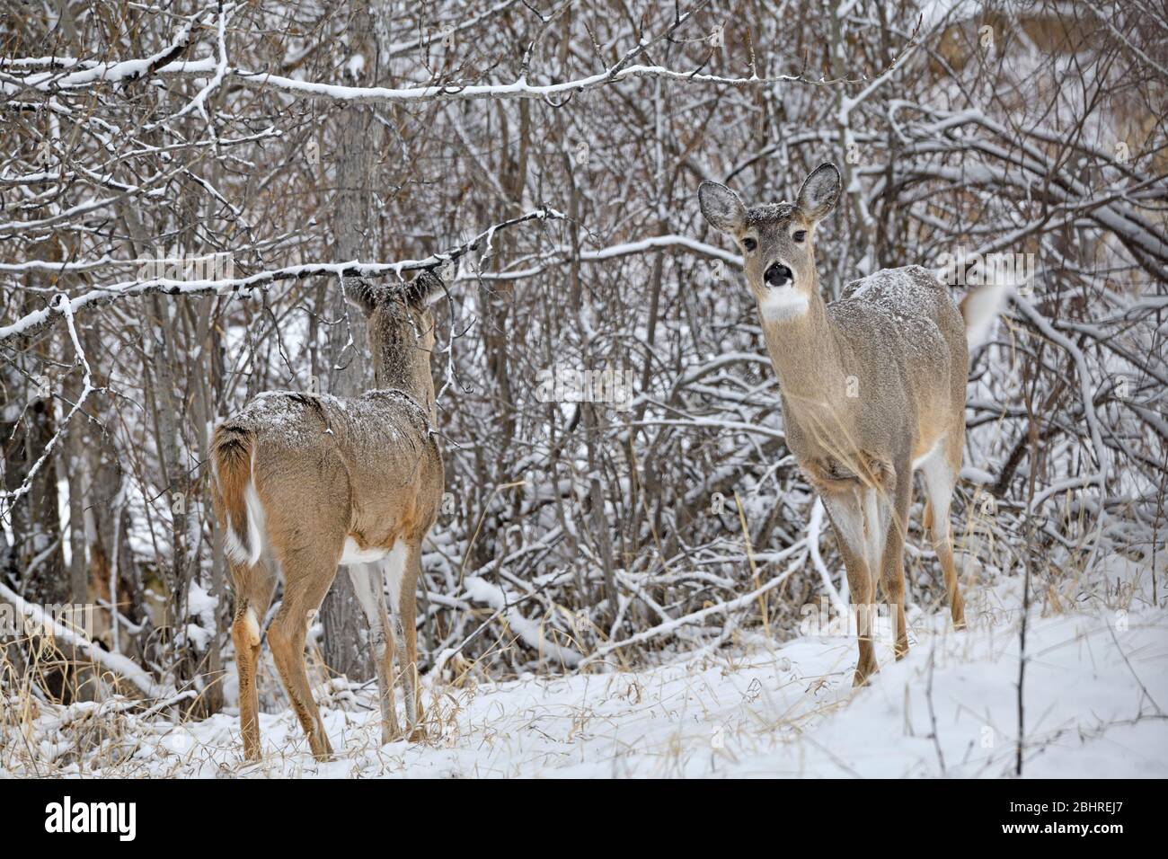 Deux cerfs de Virginie, 'Odocoileus virginianus', se tenant au bord d'une région boisée dans la neige qui vient d'être tombée dans les régions rurales de l'Alberta Canada. Banque D'Images
