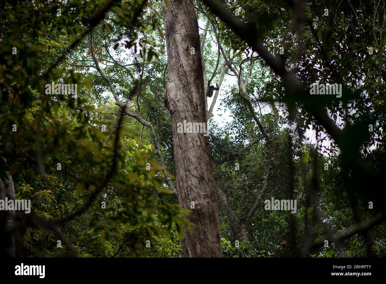 Un Gibbon à main blanche au parc national de Khao Yai, Thaïlande. Banque D'Images